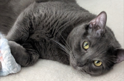 Lost Male Cat last seen Silos ranch, San Antonio, TX 78252