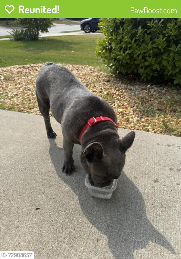 Reunited Female Dog last seen South beaver lane, Raleigh , Raleigh, NC 27604