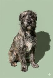 Shelter Stray Male Dog last seen Near BLOCK EDISON, Jacksonville, FL 32204