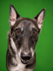 Shelter Stray Male Dog last seen , Jacksonville, FL 32204
