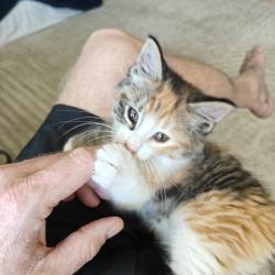 Found/Stray Female Cat last seen Newman Court/Carlson , Sacramento, CA 95819