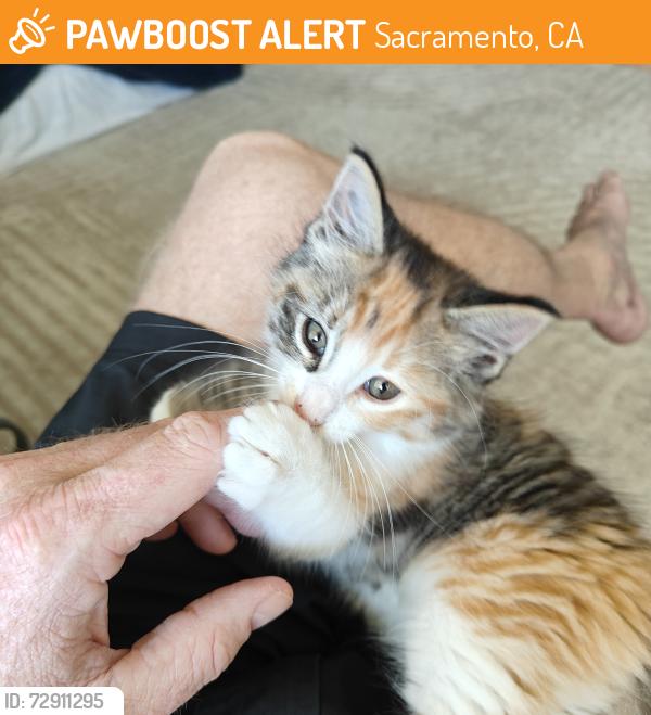 Found/Stray Female Cat last seen Newman Court/Carlson , Sacramento, CA 95819