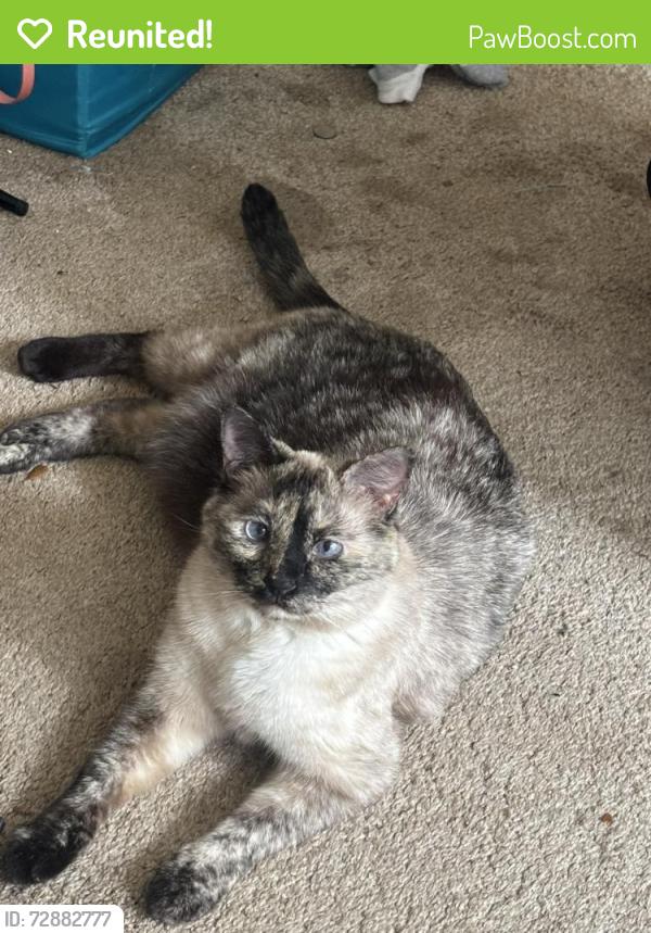 Reunited Female Cat last seen Universal city Blvd , Universal City, TX 78148