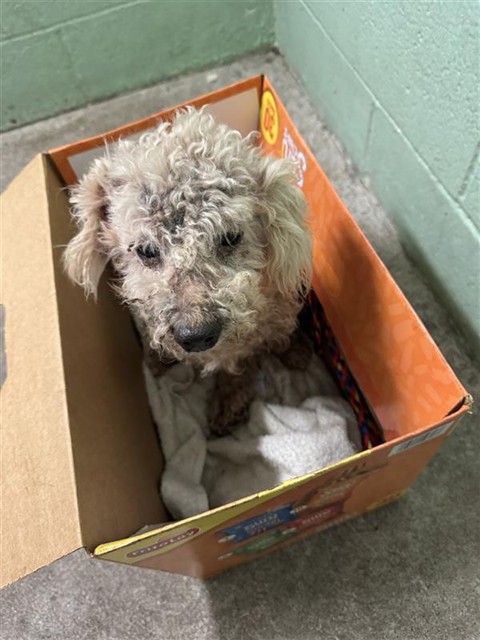 Shelter Stray Male Dog last seen 45TH ST & A ST, Sacramento, CA 95818