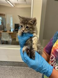 Shelter Stray Female Cat last seen Near BLOCK E 100TH AVE, Brighton, CO 80601