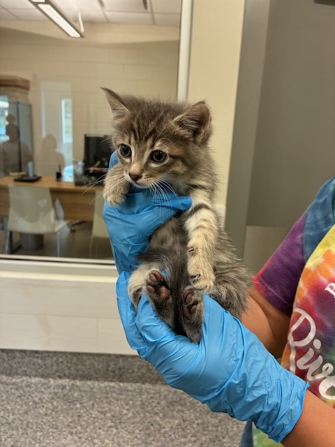 Shelter Stray Female Cat last seen Near BLOCK E 100TH AVE, Brighton, CO 80601