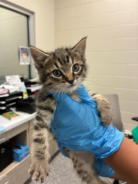 Shelter Stray Female Cat last seen Near BLOCK E 100TH AVE, Brighton, CO 80601