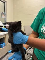 Shelter Stray Male Cat last seen Near BLOCK E 100TH AVE, Brighton, CO 80601