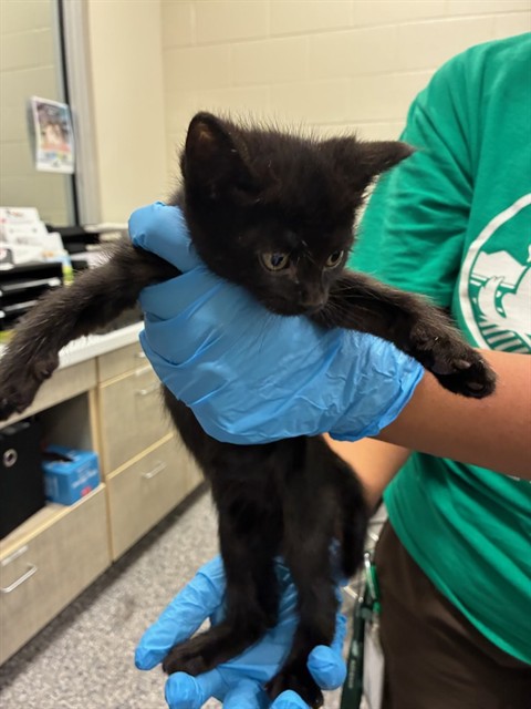 Shelter Stray Male Cat last seen Near BLOCK E 100TH AVE, Brighton, CO 80601