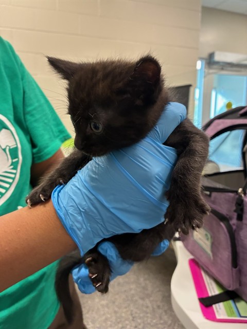 Shelter Stray Female Cat last seen Near BLOCK E 100TH AVE, Brighton, CO 80601