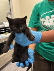 Shelter Stray Female Cat last seen Near BLOCK E 100TH AVE, Brighton, CO 80601