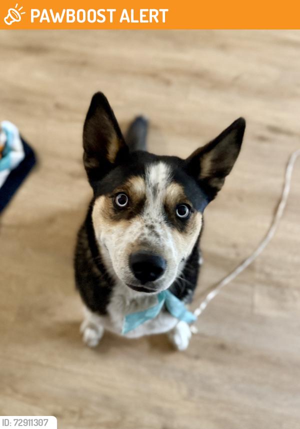 Found/Stray Male Dog last seen Culiacan & Campeche, Ciudad de México, CDMX 06100