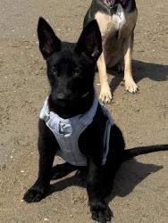 Shelter Stray Female Dog last seen PINE BLUFF X PALLADIO LN, San Bernardino, CA 92401
