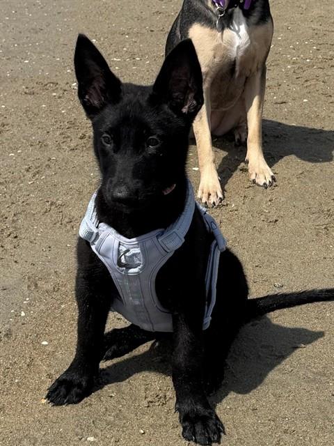 Shelter Stray Female Dog last seen PINE BLUFF X PALLADIO LN, San Bernardino, CA 92401