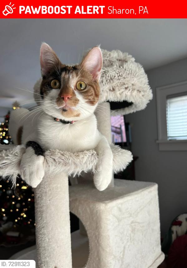 Lost Female Cat last seen Vernon Court/S Irvine, Sharon, PA 16146