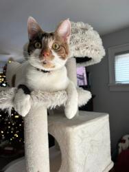 Lost Female Cat last seen Vernon Court/S Irvine, Sharon, PA 16146