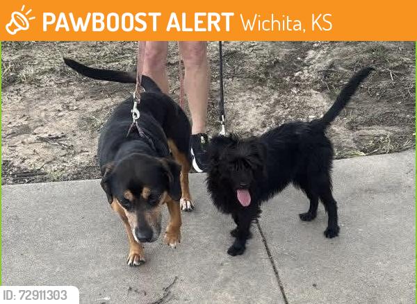 Found/Stray Female Dog last seen Mainsgate & Farmstead, Wichita, KS 67220