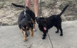 Found/Stray Female Dog last seen Mainsgate & Farmstead, Wichita, KS 67220