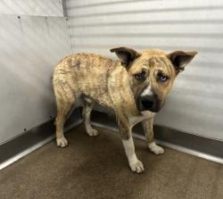 Shelter Stray Male Dog last seen Near BLOCK PIEDMONT, San Bernardino, CA 92401