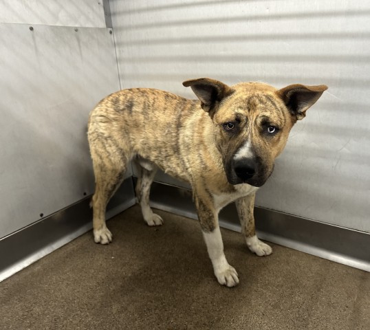 Shelter Stray Male Dog last seen Near BLOCK PIEDMONT, San Bernardino, CA 92401