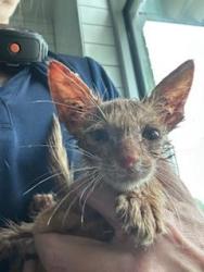 Shelter Stray Male Cat last seen FITE RD, 8311 Freedom Dr, Pearland, TX 77581, USA