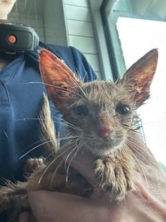 Shelter Stray Male Cat last seen FITE RD, 8311 Freedom Dr, Pearland, TX 77581, USA