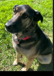 Reunited Female Dog last seen Kanan & Castle View, Los Angeles County, CA 91301