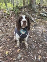 Reunited Male Dog last seen Hinshaw ave , Winston-Salem, NC 27104