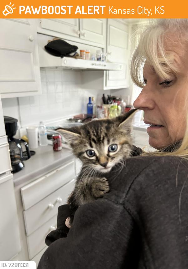 Found/Stray Unknown Cat last seen N 81st ter and Elizabeth, KCKS, Kansas City, KS 66112