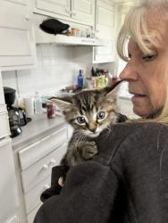Found/Stray Unknown Cat last seen N 81st ter and Elizabeth, KCKS, Kansas City, KS 66112