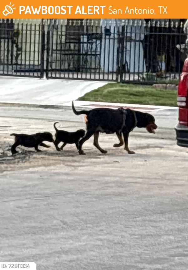 Found/Stray Female Dog last seen 18st & Vera Cruz , San Antonio, TX 78207