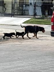 Found/Stray Female Dog last seen 18st & Vera Cruz , San Antonio, TX 78207