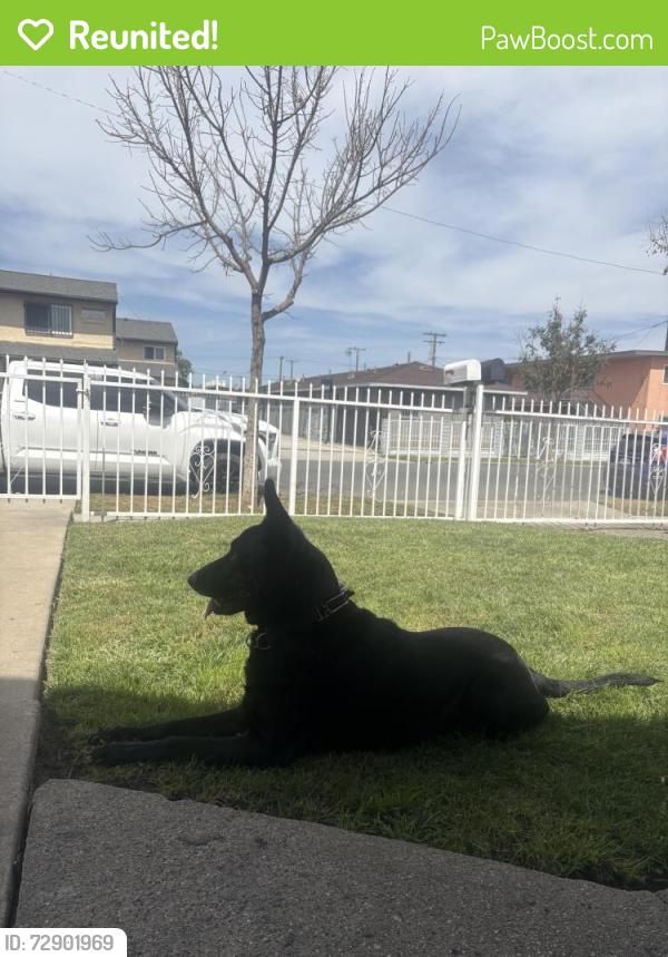 Reunited Male Dog last seen Vermont and 90th, Westmont, CA 90044