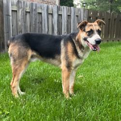 Reunited Male Dog last seen S National and E River Oaks Lane, Springfield, MO 65810