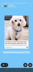 Lost Male Dog last seen Central and Poppy Rd, Apple Valley, CA 92308