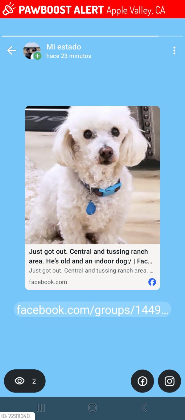 Lost Male Dog last seen Central and Poppy Rd, Apple Valley, CA 92308