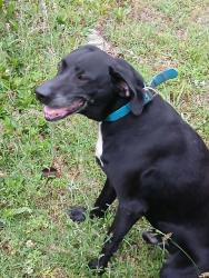 Reunited Male Dog last seen Intersection of Miser Station Road & North Union Grove Road, Friendsville, TN 37737