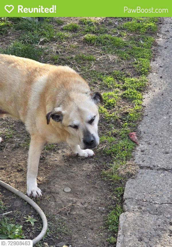 Reunited Male Dog last seen Leeds English, Indianapolis, IN 46203