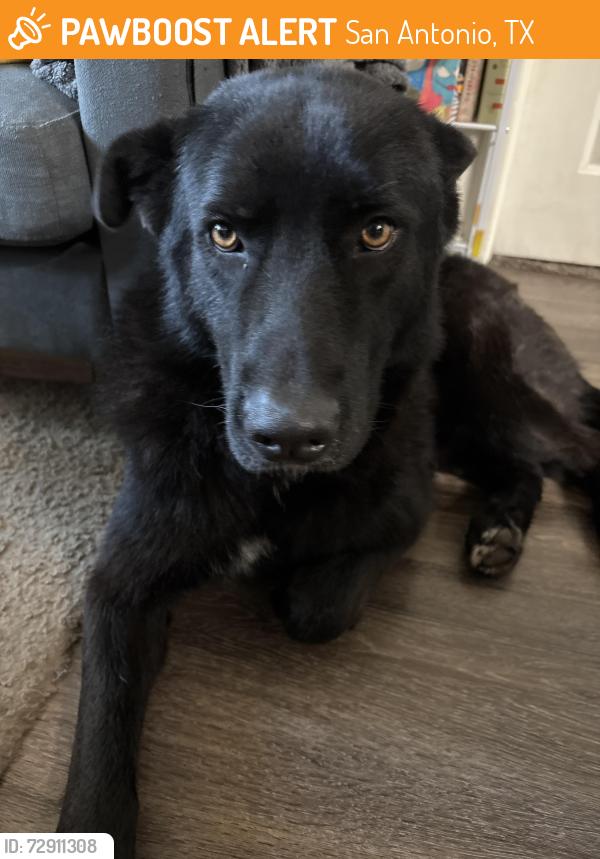 Found/Stray Male Dog last seen By Bibliotech West, San Antonio, TX 78207