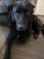 Found/Stray Male Dog last seen By Bibliotech West, San Antonio, TX 78207