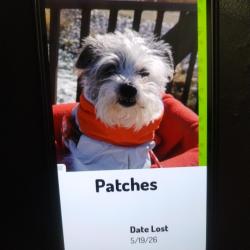 Lost Male Dog last seen Jones and El Dorado , Las Vegas, NV 89139