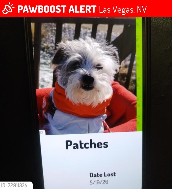 Lost Male Dog last seen Jones and El Dorado , Las Vegas, NV 89139