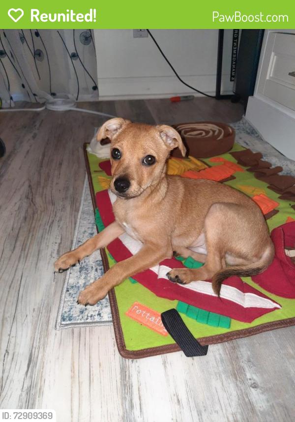 Reunited Male Dog last seen Grasse St Jacksonville and Beach BLVD, Jacksonville, FL 32224