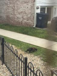 Found/Stray Unknown Cat last seen Near Newark st NW, Washington, DC 20016
