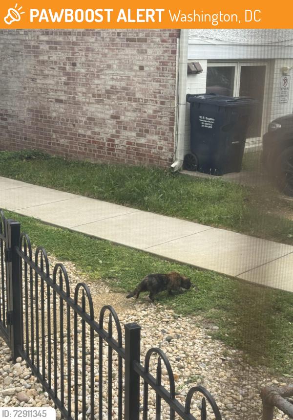 Found/Stray Unknown Cat last seen Near Newark st NW, Washington, DC 20016