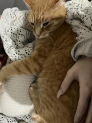 Lost Male Cat last seen BND ceramics LLC, Pike County, GA 30256