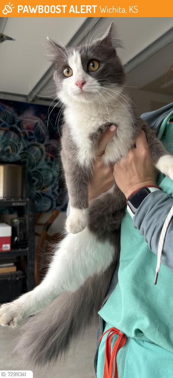 Found/Stray Female Cat last seen 119th and 37th, Fox Ridge, Wichita, KS 67223