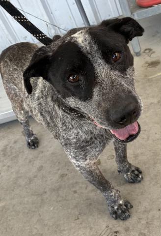 Shelter Stray Male Dog last seen Near BLOCK FILLMORE AVE, BAKERSFIELD CA 93306, Bakersfield, CA 93308