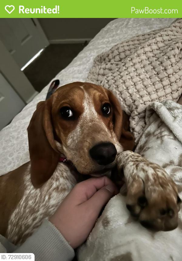 Reunited Female Dog last seen South of the A , Fort Collins, CO 80526