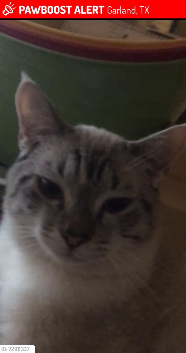 Lost Male Cat last seen Shilo and Campbell , Garland, TX 75044